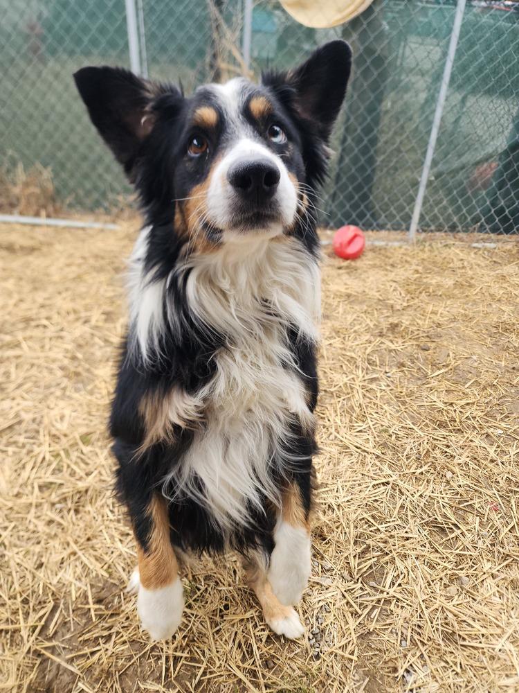 Enlarge Carter, a Adopted mixed breed in Evansville, IN image 5/6