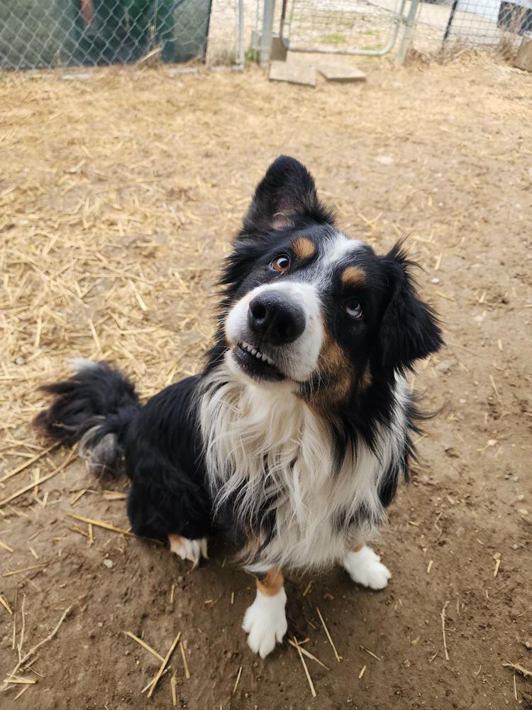 Enlarge Carter, a Adopted mixed breed in Evansville, IN image 6/6