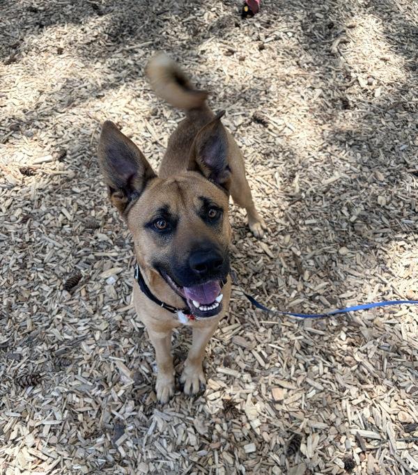Enlarge Attwell, a Adoptable mixed breed in Vancouver, WA image 1/1