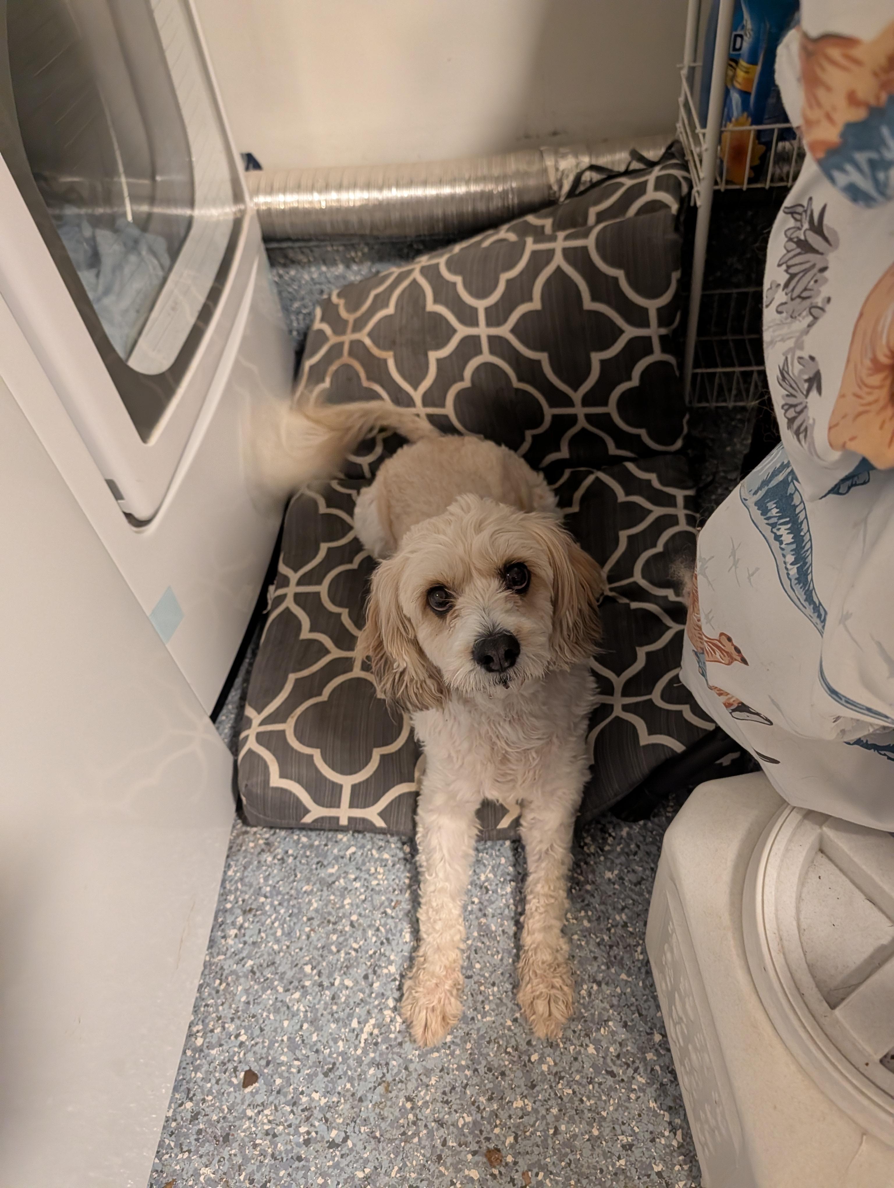 Enlarge Sparky, a ADOPTABLE Cavachon in Richmond, VA image 2/3