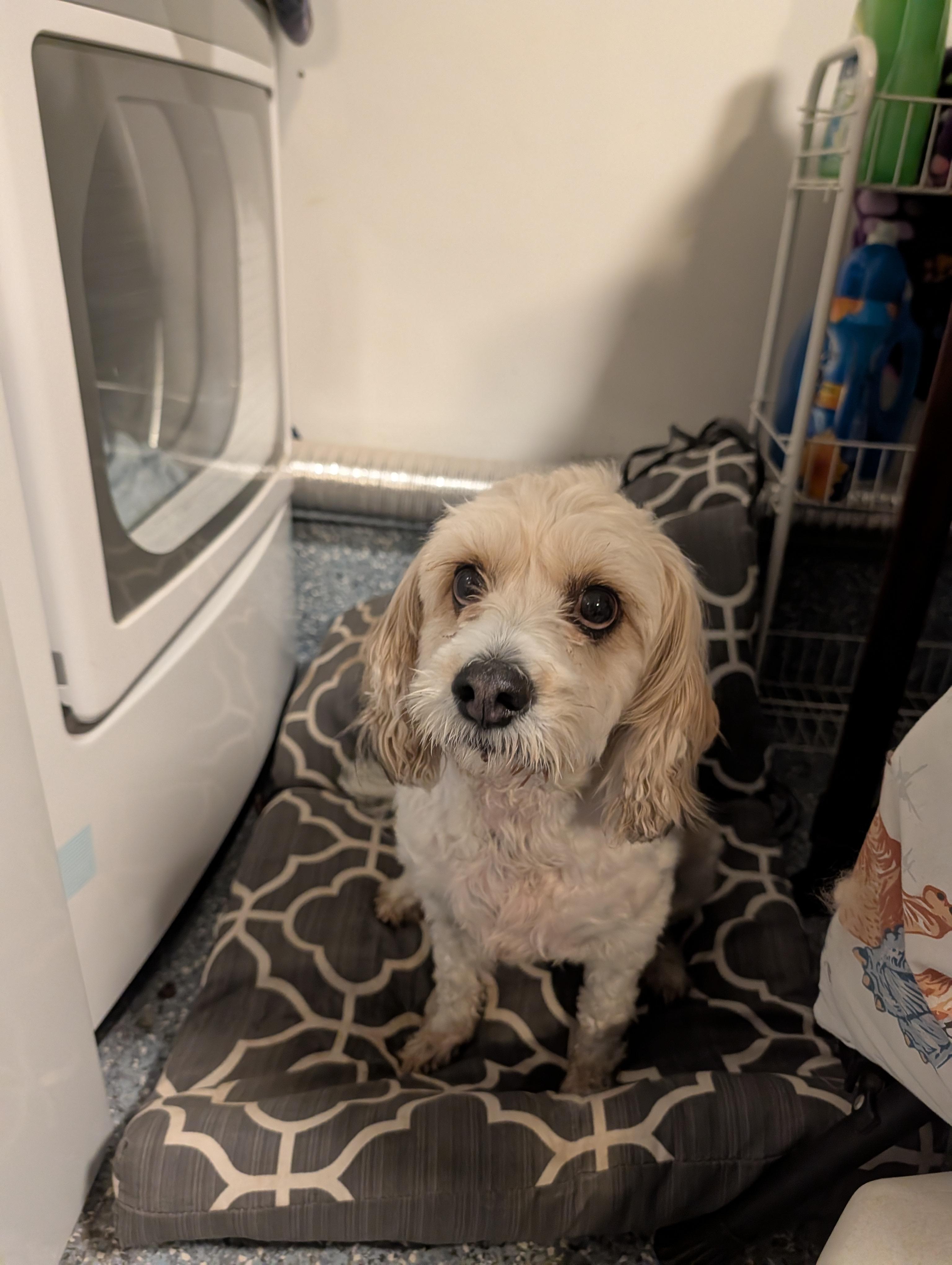 Sparky, ADOPTABLE, Adult Male Cavachon.