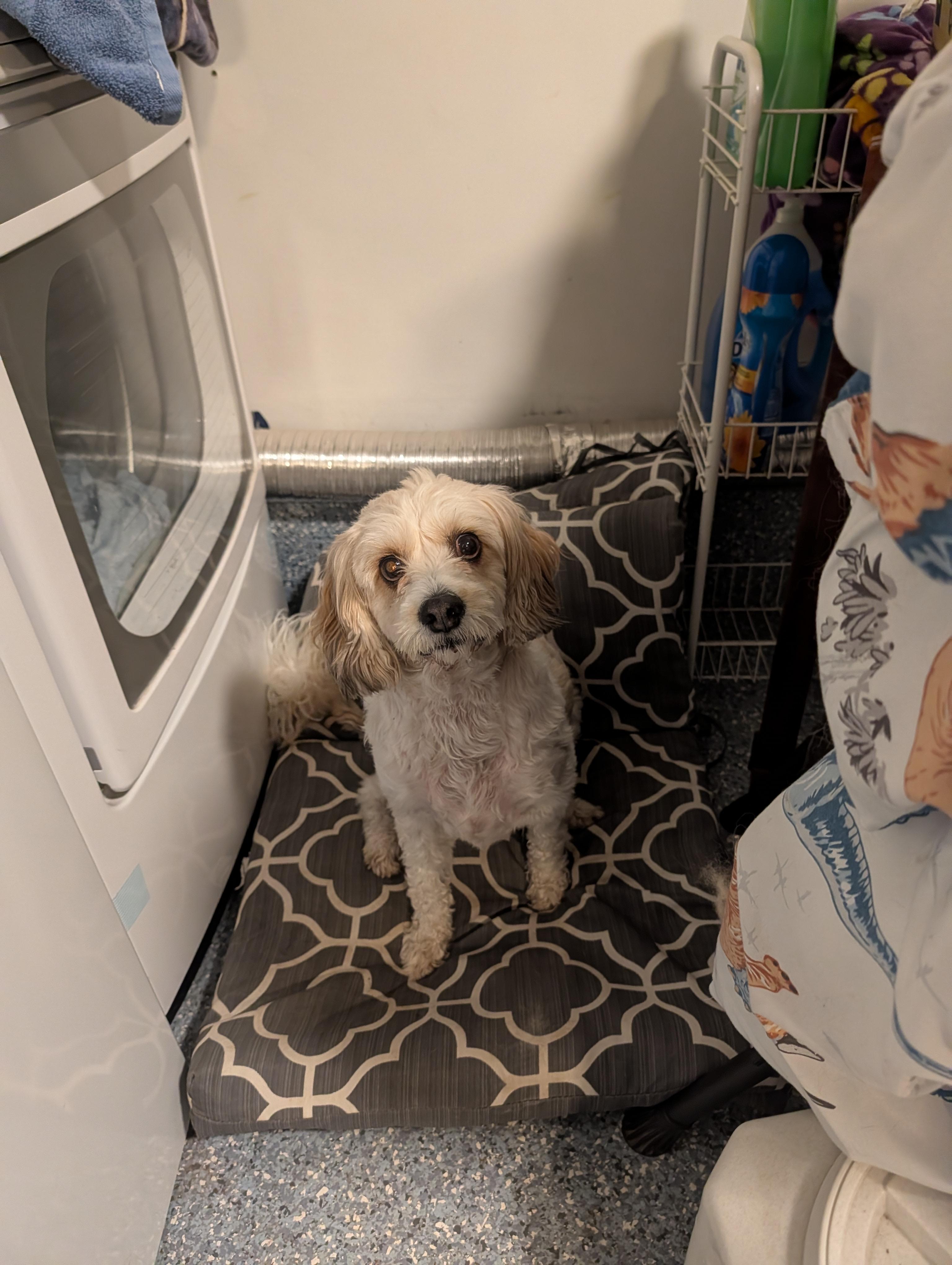 Enlarge Sparky, a ADOPTABLE Cavachon in Richmond, VA image 3/3