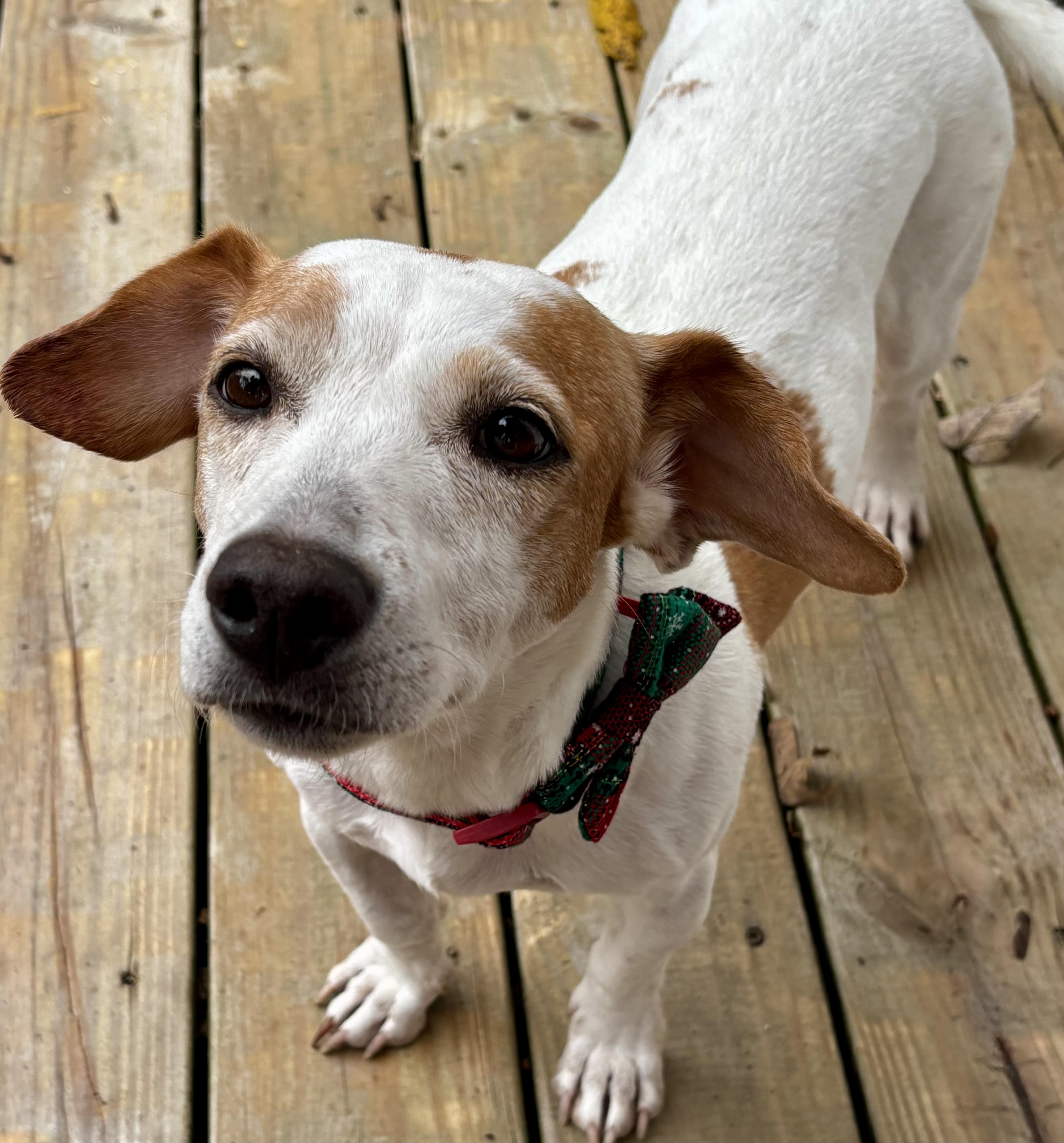 Ruby, an adopted mixed breed in Baltimore , MD image 1/6