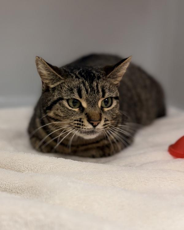 Enlarge Pumpkin, a Adoptable mixed breed in Canton, GA image 1/1