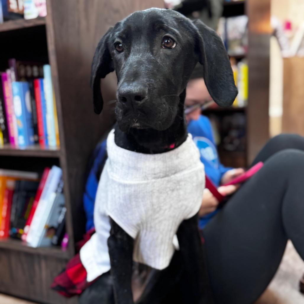 Enlarge Tina, a ADOPTABLE Great Dane in Chicago, IL image 2/3