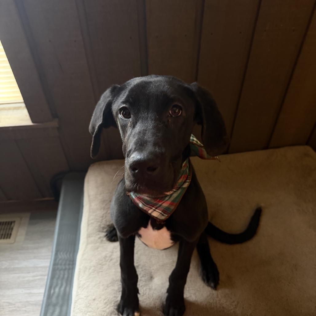 Tina, ADOPTABLE, Young Female Great Dane.