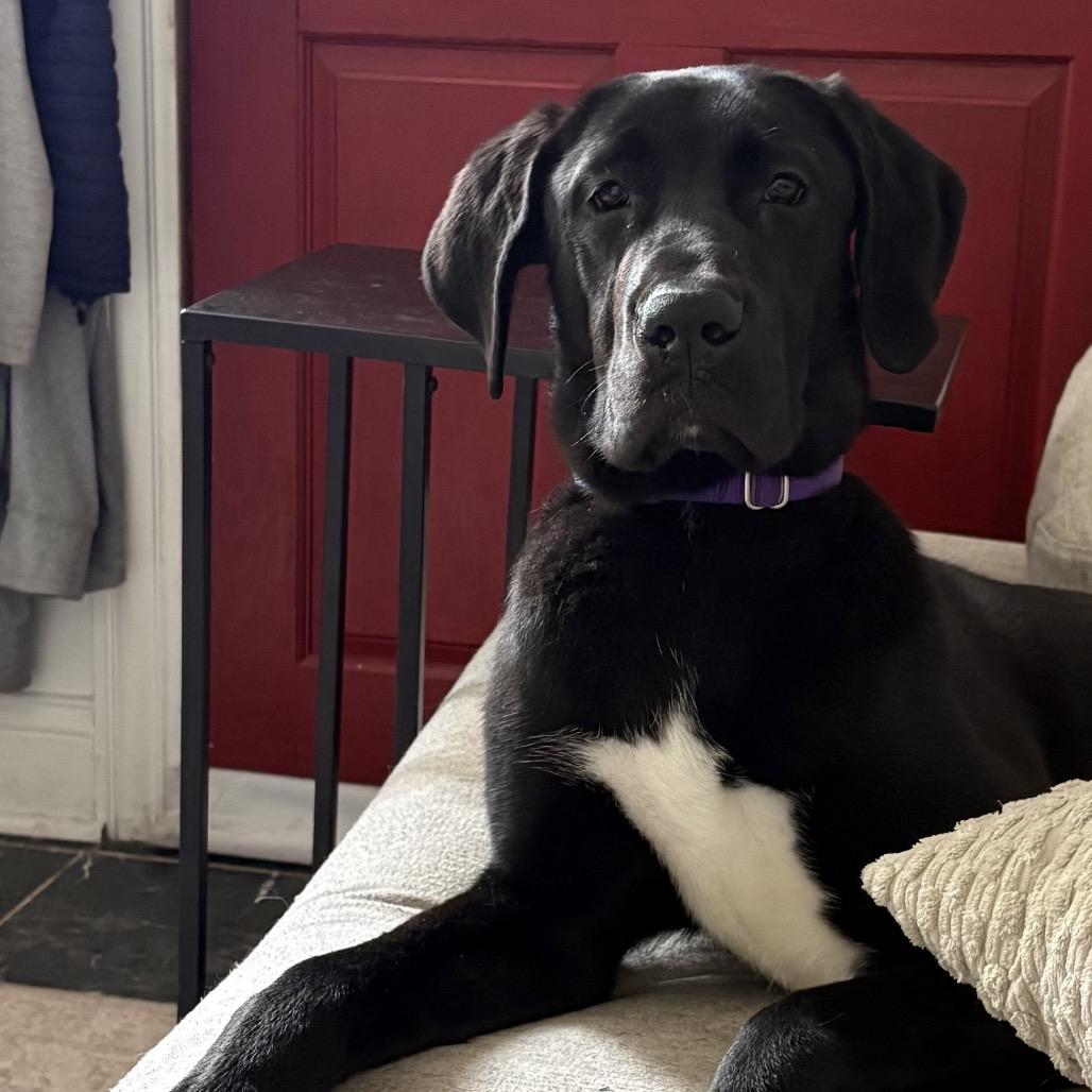 Tina, ADOPTABLE, Young Female Great Dane.