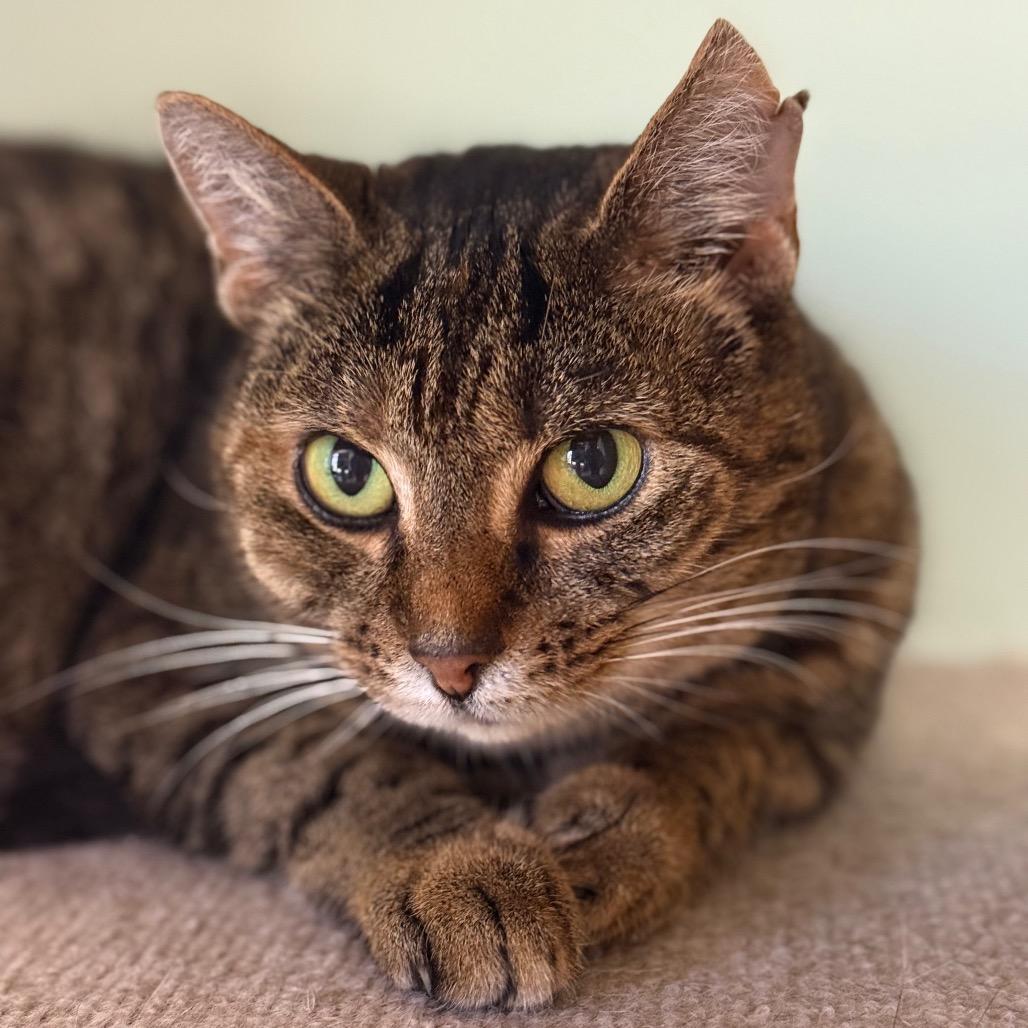 Ophelia, Adoptable, Adult Female Domestic Short Hair & Domestic Short Hair.
