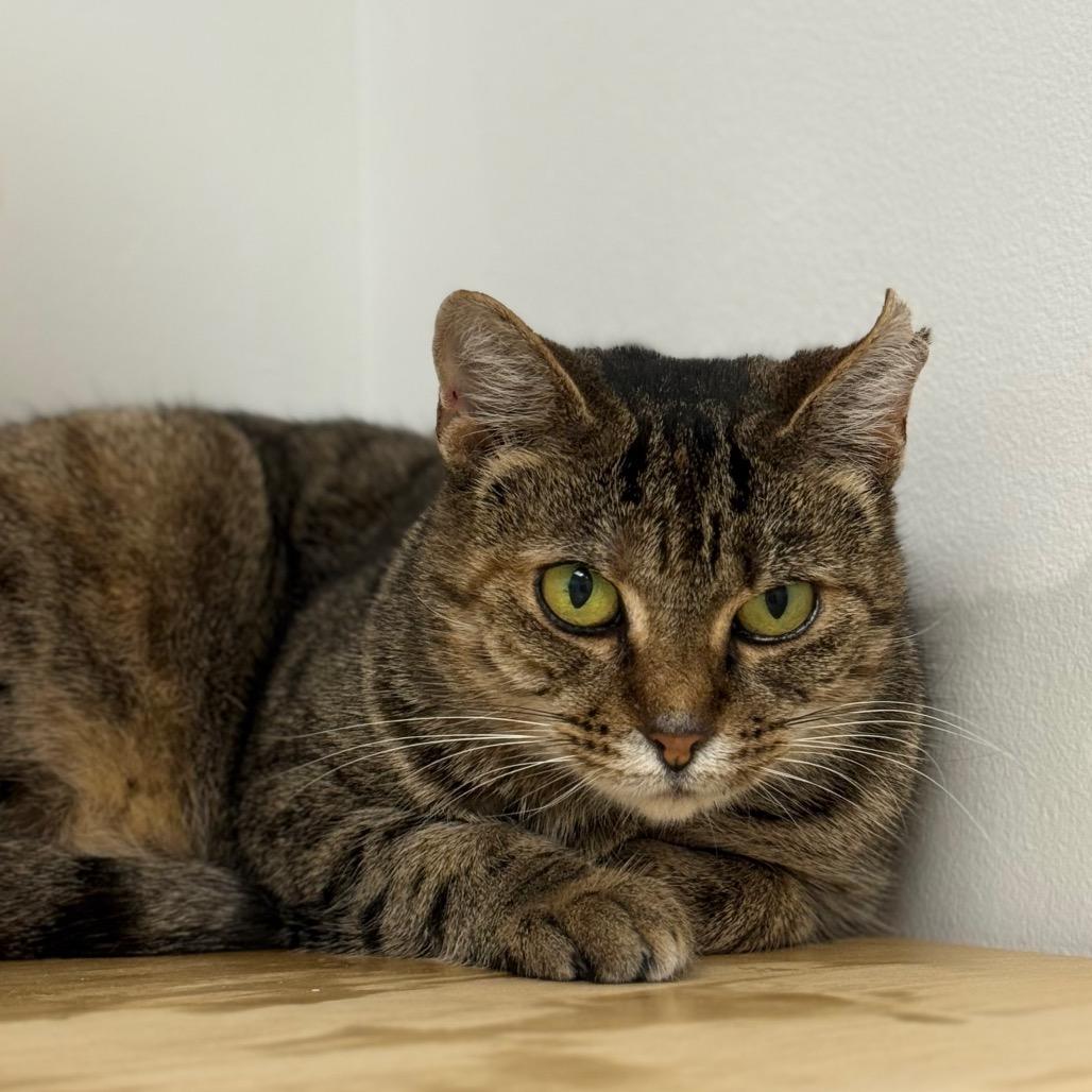 Ophelia, Adoptable, Adult Female Domestic Short Hair & Domestic Short Hair.