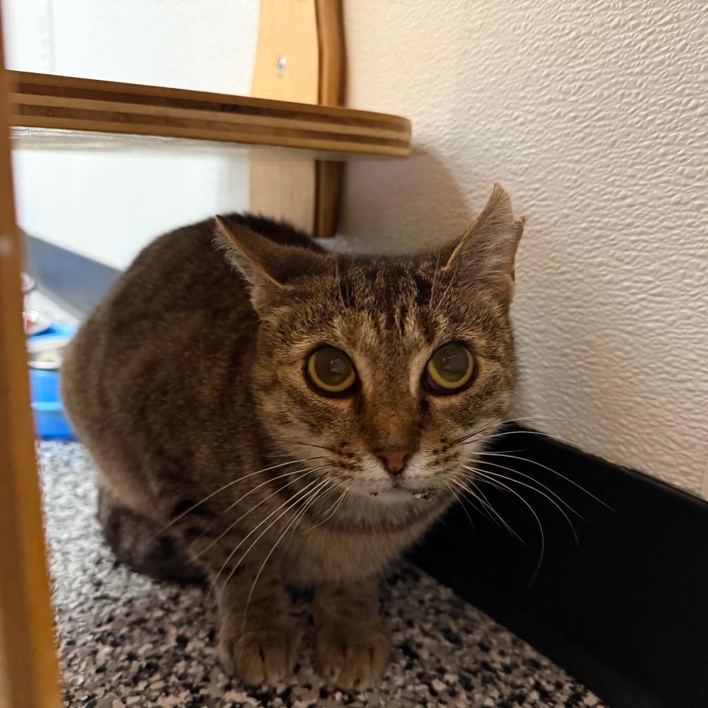 Enlarge Ophelia, a Adoptable mixed breed in Ponte Vedra Beach, FL image 2/3