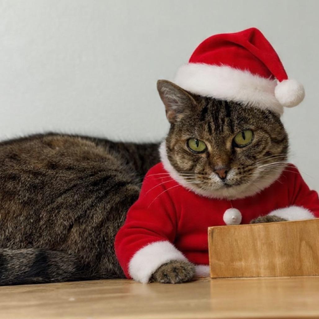 Enlarge Ophelia, a Adoptable mixed breed in Ponte Vedra Beach, FL image 3/3