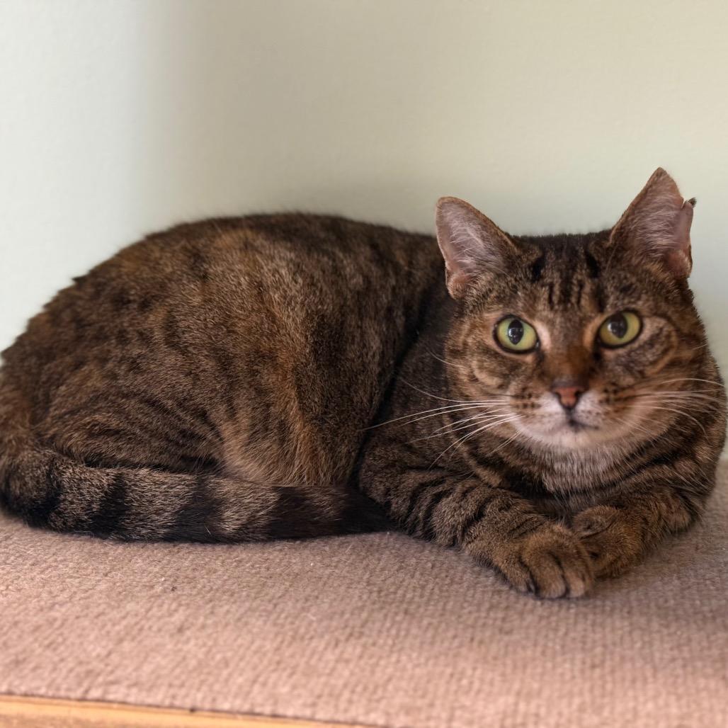 Enlarge Ophelia, a Adoptable mixed breed in Ponte Vedra Beach, FL image 4/4