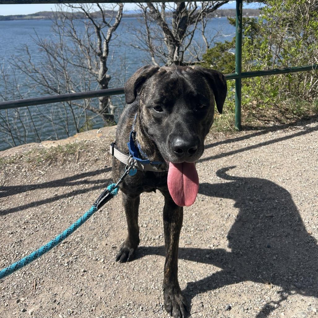 Enlarge Earl, a Adoptable Mixed Breed in South Burlington, VT image 1/6