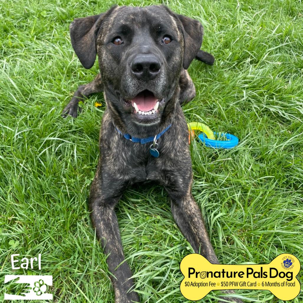 Enlarge Earl, a Adoptable Mixed Breed in South Burlington, VT image 2/6