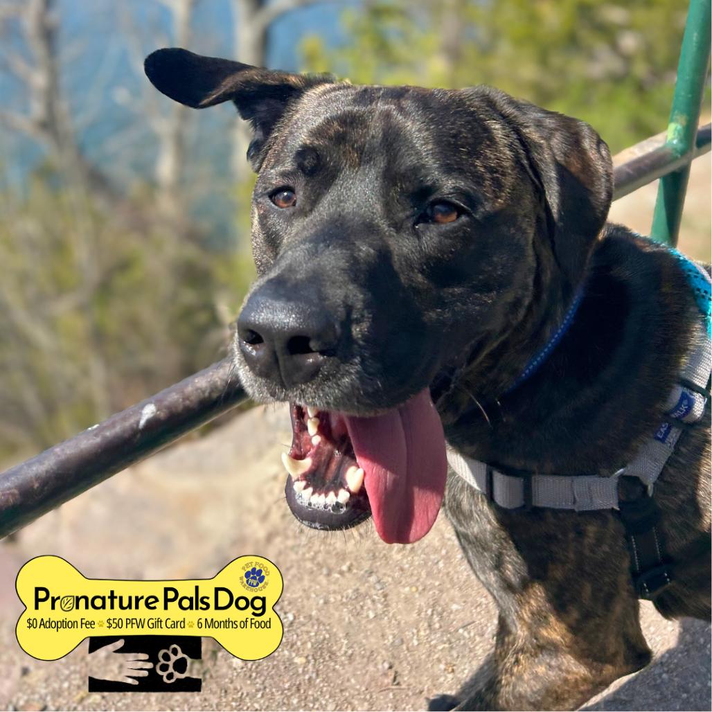 Enlarge Earl, a Adoptable Mixed Breed in South Burlington, VT image 3/6
