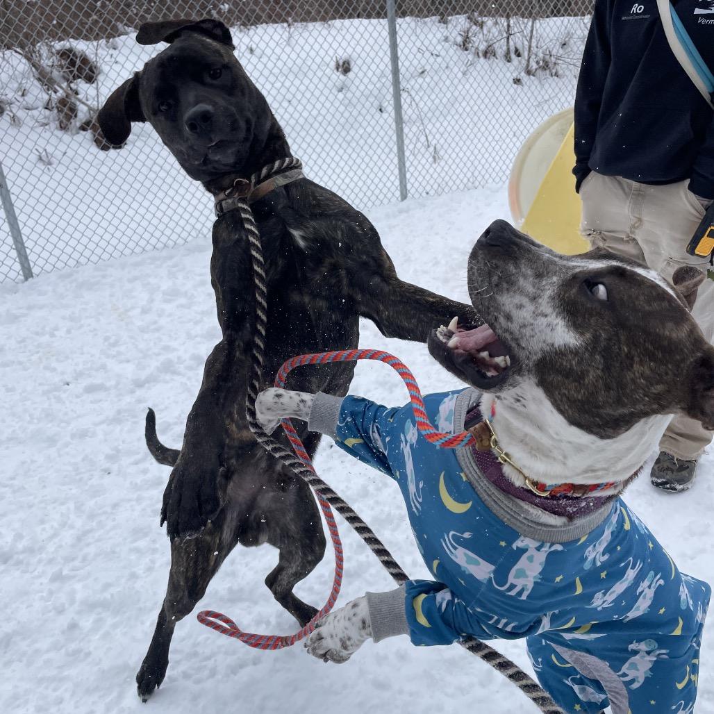 Earl, Adoptable, Young Male Mixed Breed.