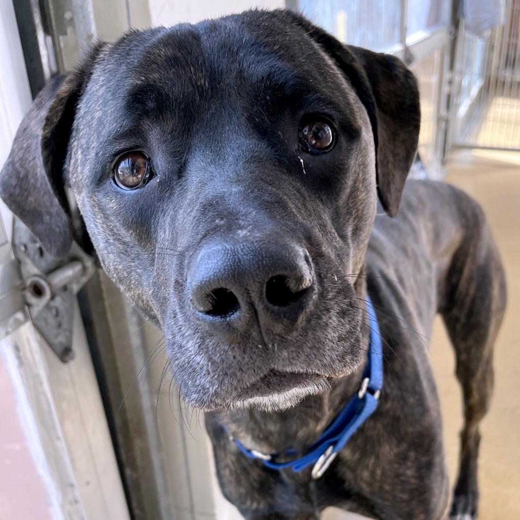 Earl, Adoptable, Young Male Mixed Breed.