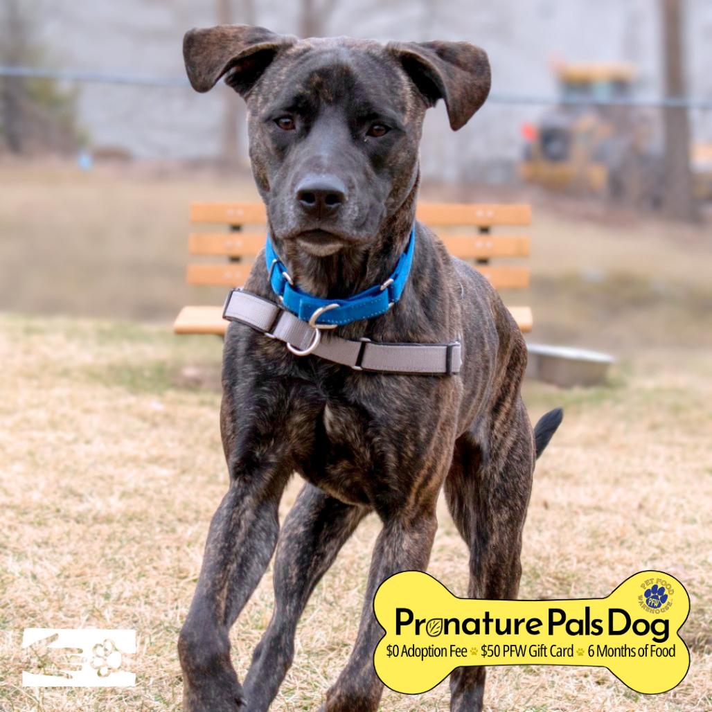 Enlarge Earl, a Adoptable Mixed Breed in South Burlington, VT image 2/6