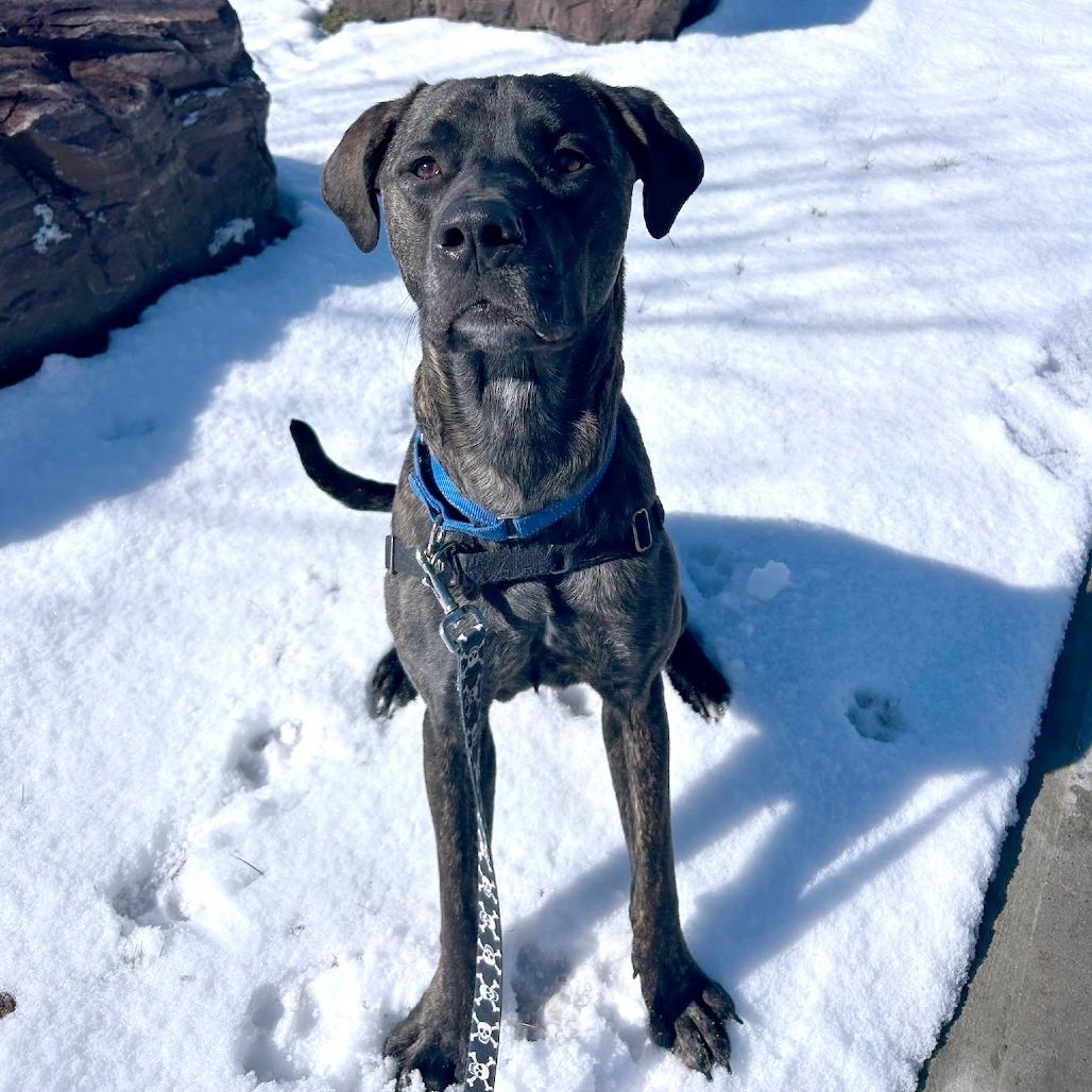 Enlarge Earl, a Adoptable Mixed Breed in South Burlington, VT image 2/6