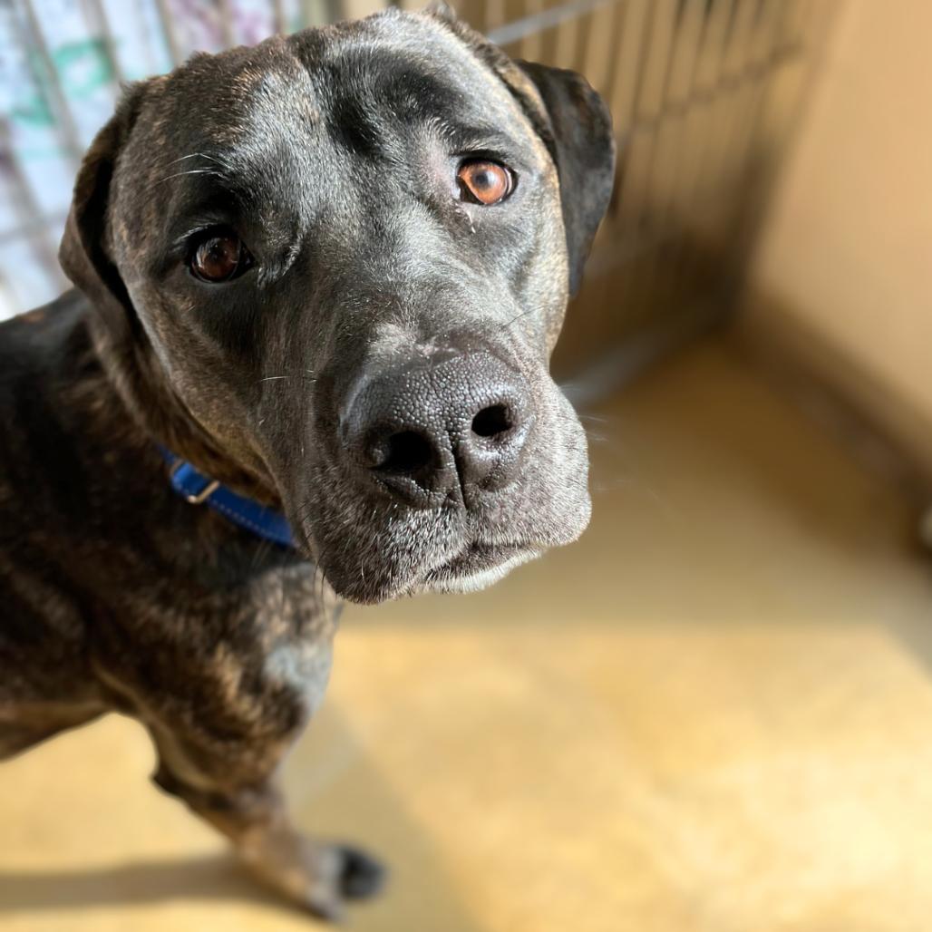 Enlarge Earl, a Adoptable Mixed Breed in South Burlington, VT image 3/6