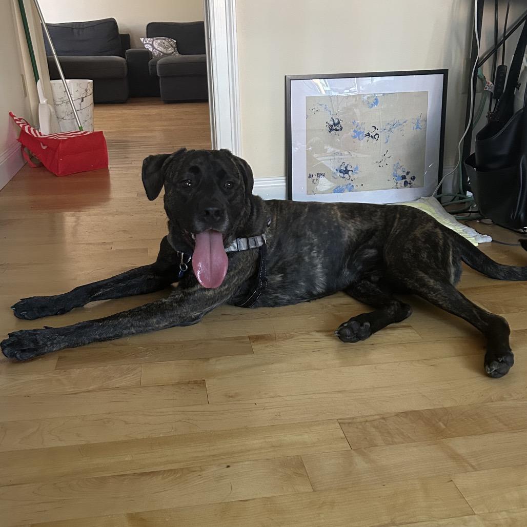 Enlarge Earl, a Adoptable Mixed Breed in South Burlington, VT image 5/6