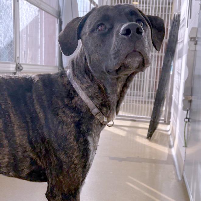 Enlarge Earl, a Adoptable Mixed Breed in South Burlington, VT image 3/4