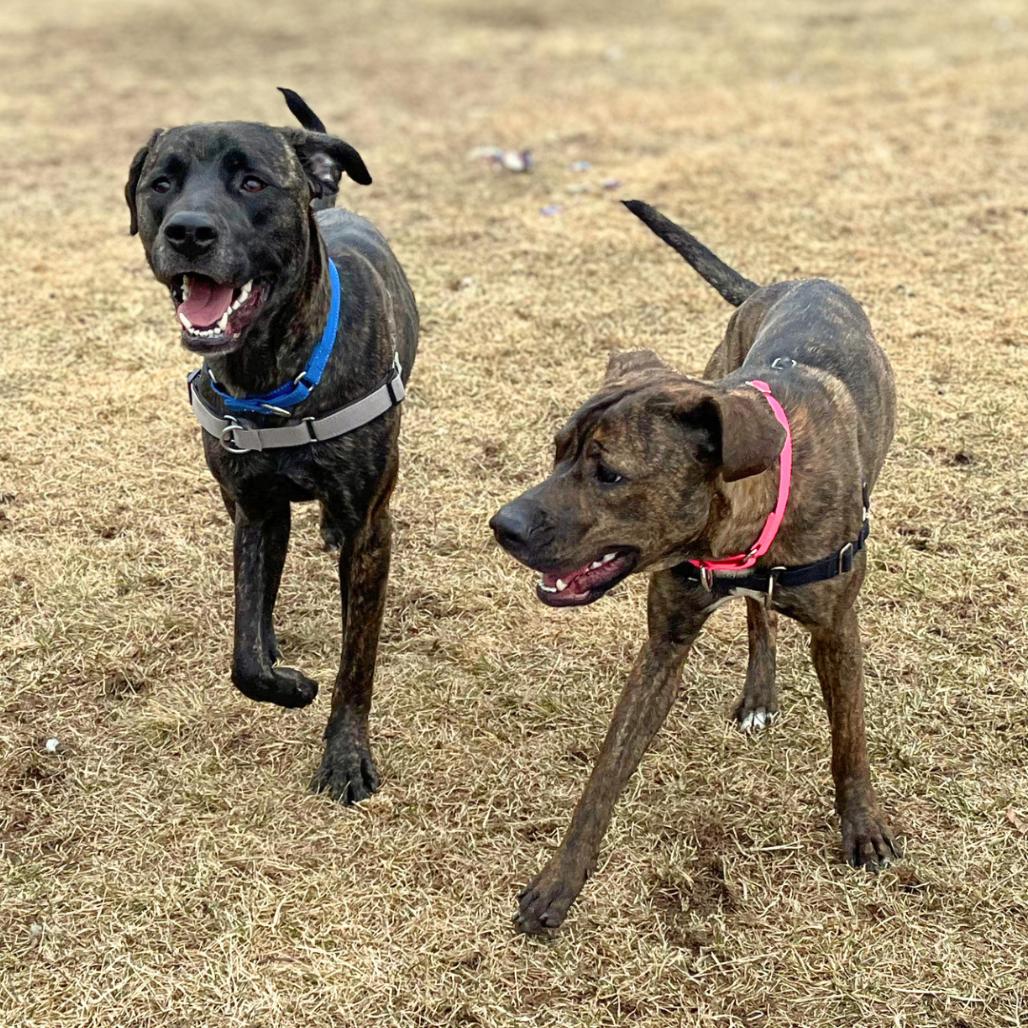 Enlarge Earl, a Adoptable Mixed Breed in South Burlington, VT image 6/6