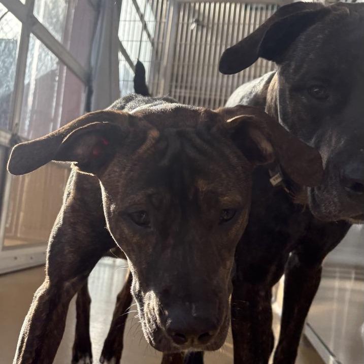 Enlarge Earl, a Adoptable Mixed Breed in South Burlington, VT image 4/4