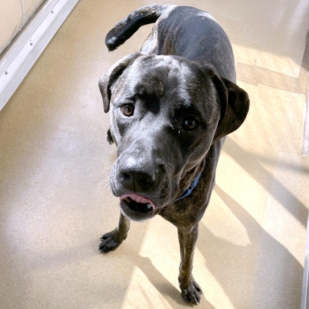 Enlarge Earl, a Adoptable Mixed Breed in South Burlington, VT image 6/6