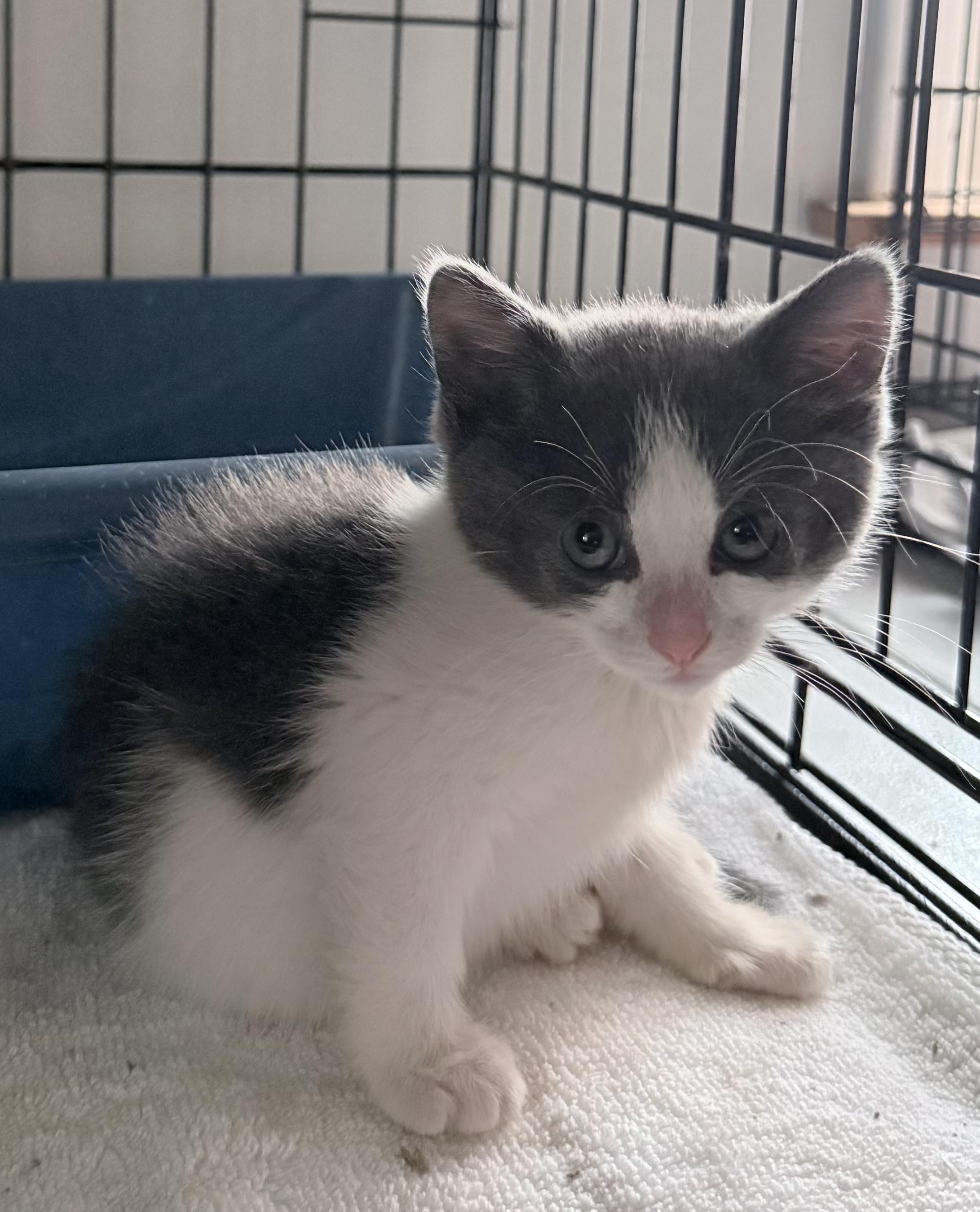 Pancake, ADOPTABLE, Kitten Female Domestic Short Hair.