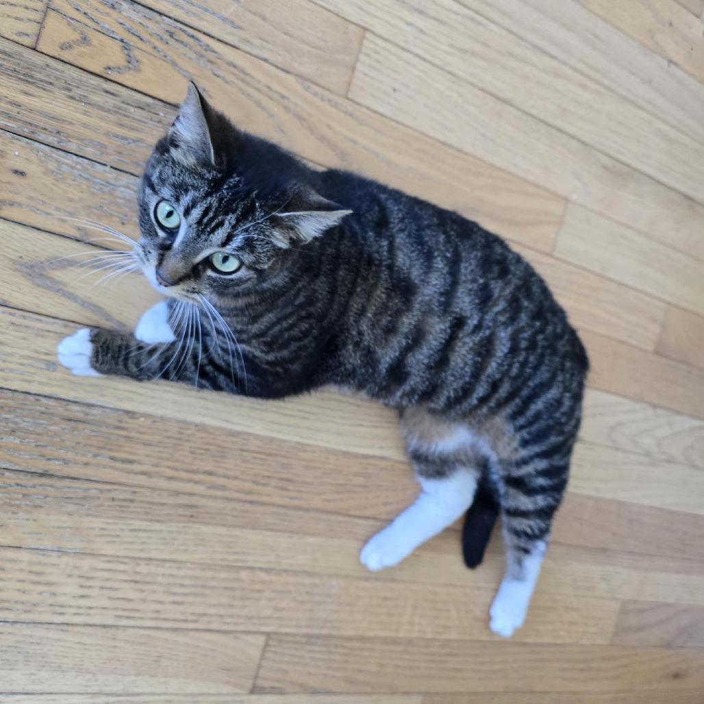 Enlarge Tuna, a Adoptable Domestic Short Hair in Danbury, CT image 1/1
