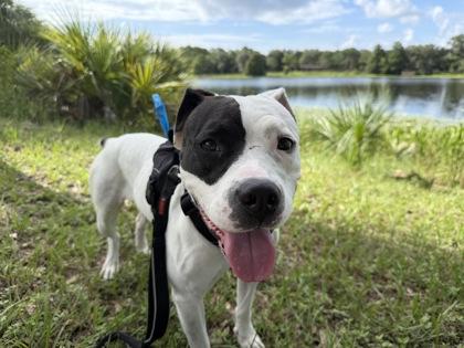 Harley, Adoptable, Adult Female Mixed Breed & Mixed Breed.