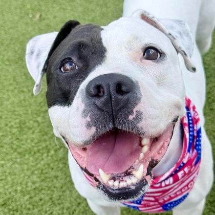 Harley, a Adoptable mixed breed in Largo, FL image 2/3
