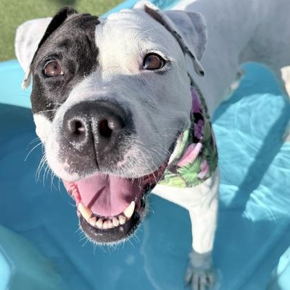 Harley, a Adoptable mixed breed in Largo, FL image 3/3