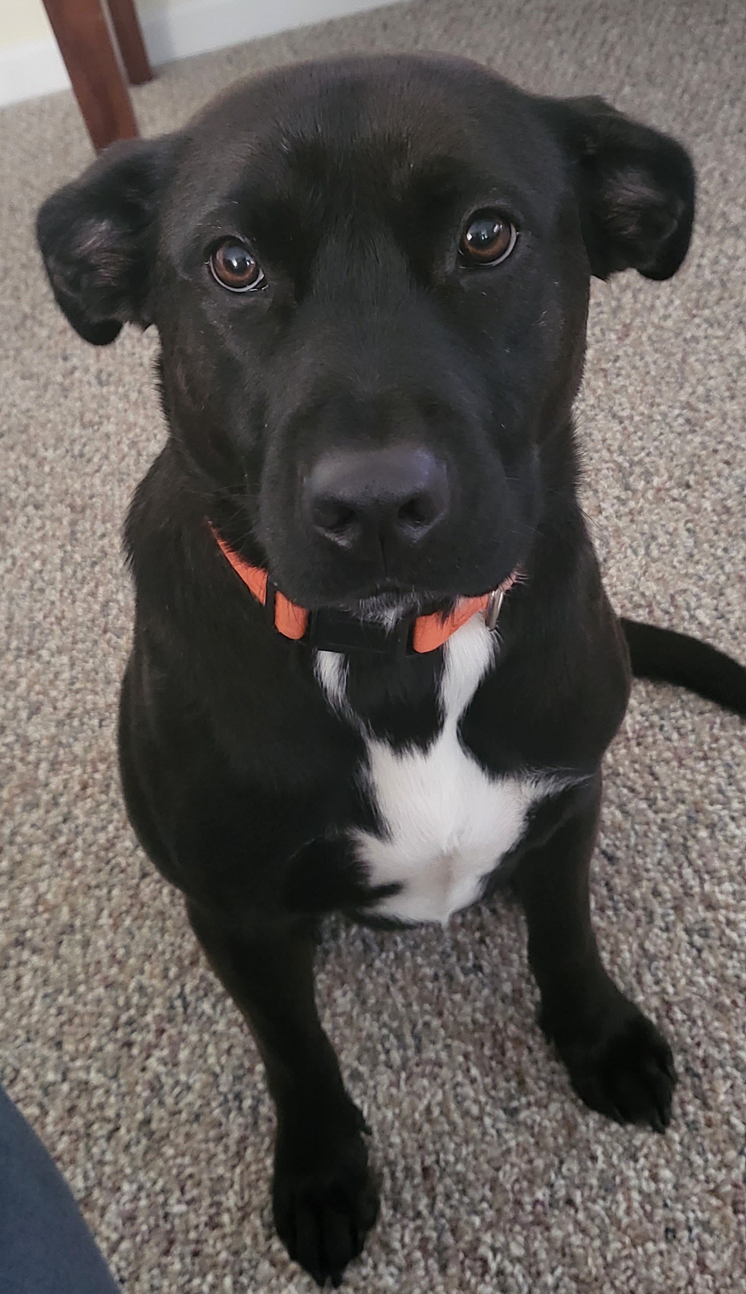 Maizey, Adopted, Adult Female Black Labrador Retriever.