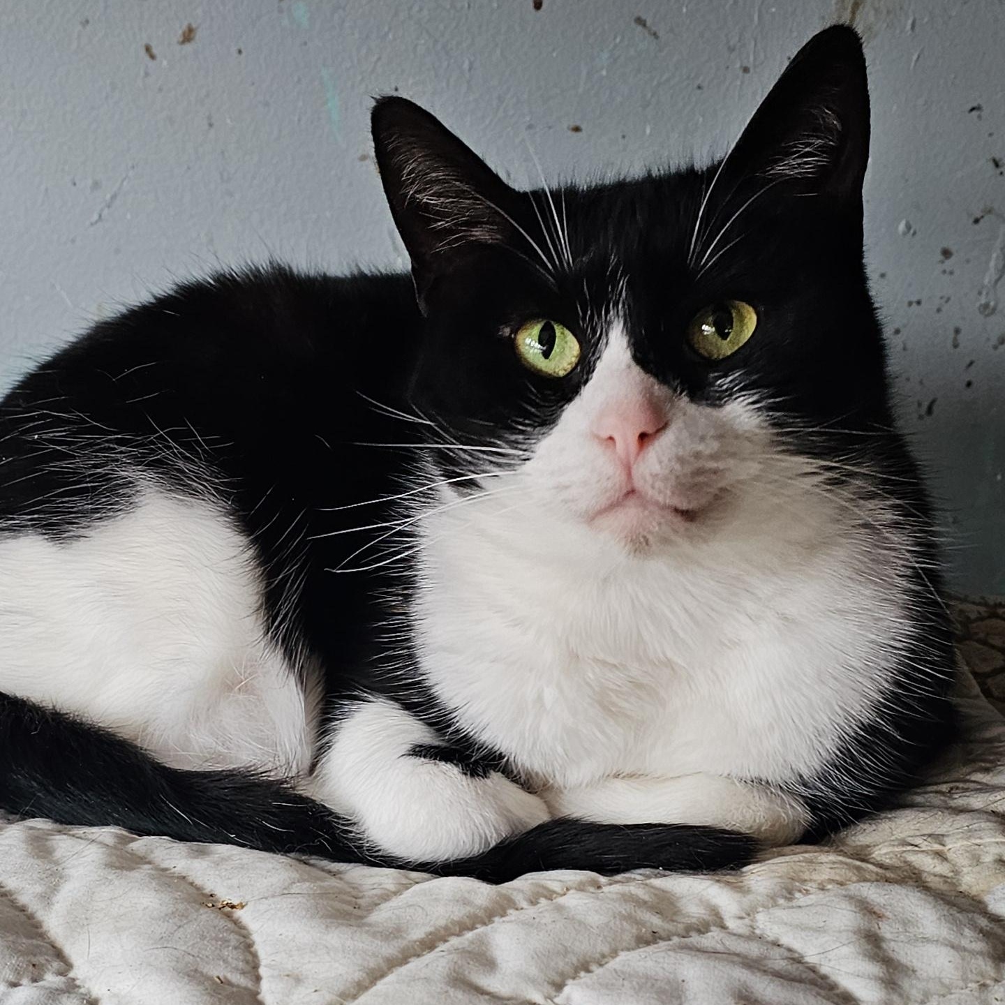 Enlarge Polk, a ADOPTABLE Domestic Short Hair in Pardeeville, WI image 4/4