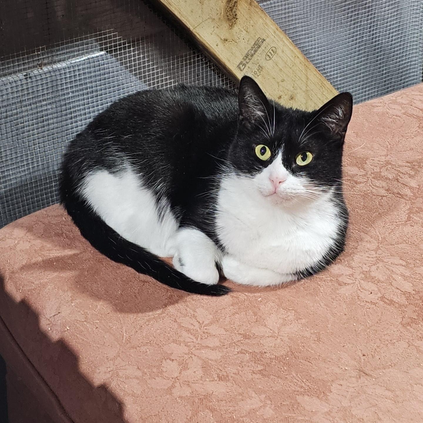 Enlarge Polk, a ADOPTABLE Domestic Short Hair in Pardeeville, WI image 2/4