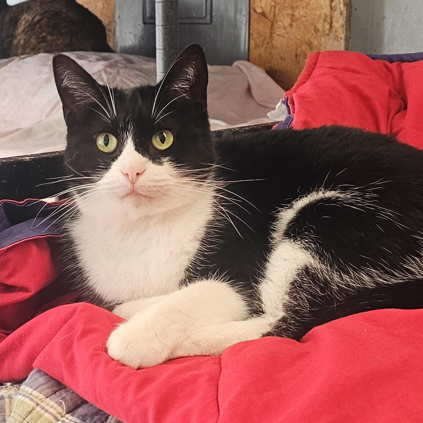 Enlarge Polk, a ADOPTABLE Domestic Short Hair in Pardeeville, WI image 3/4