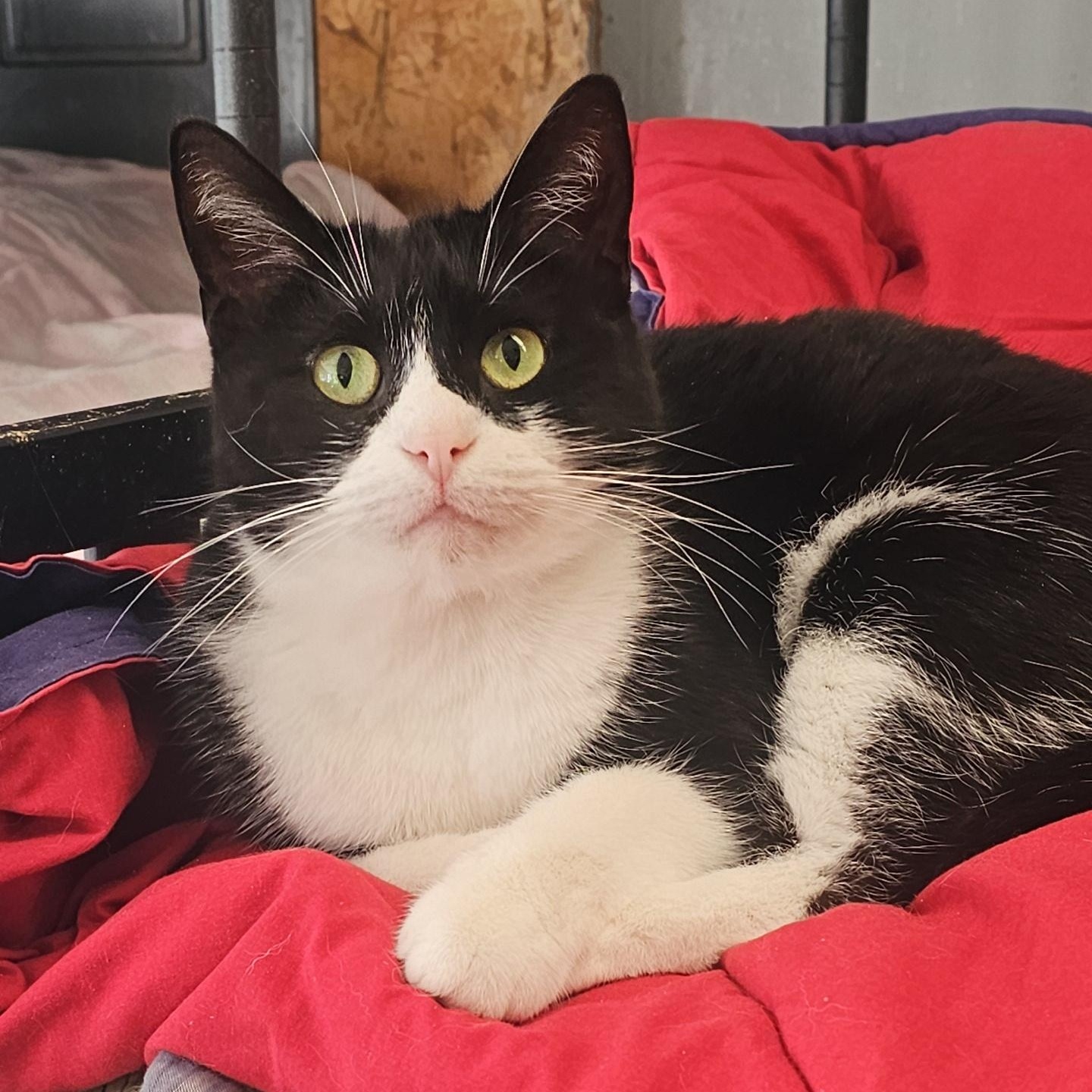 Enlarge Polk, a ADOPTABLE Domestic Short Hair in Pardeeville, WI image 1/4