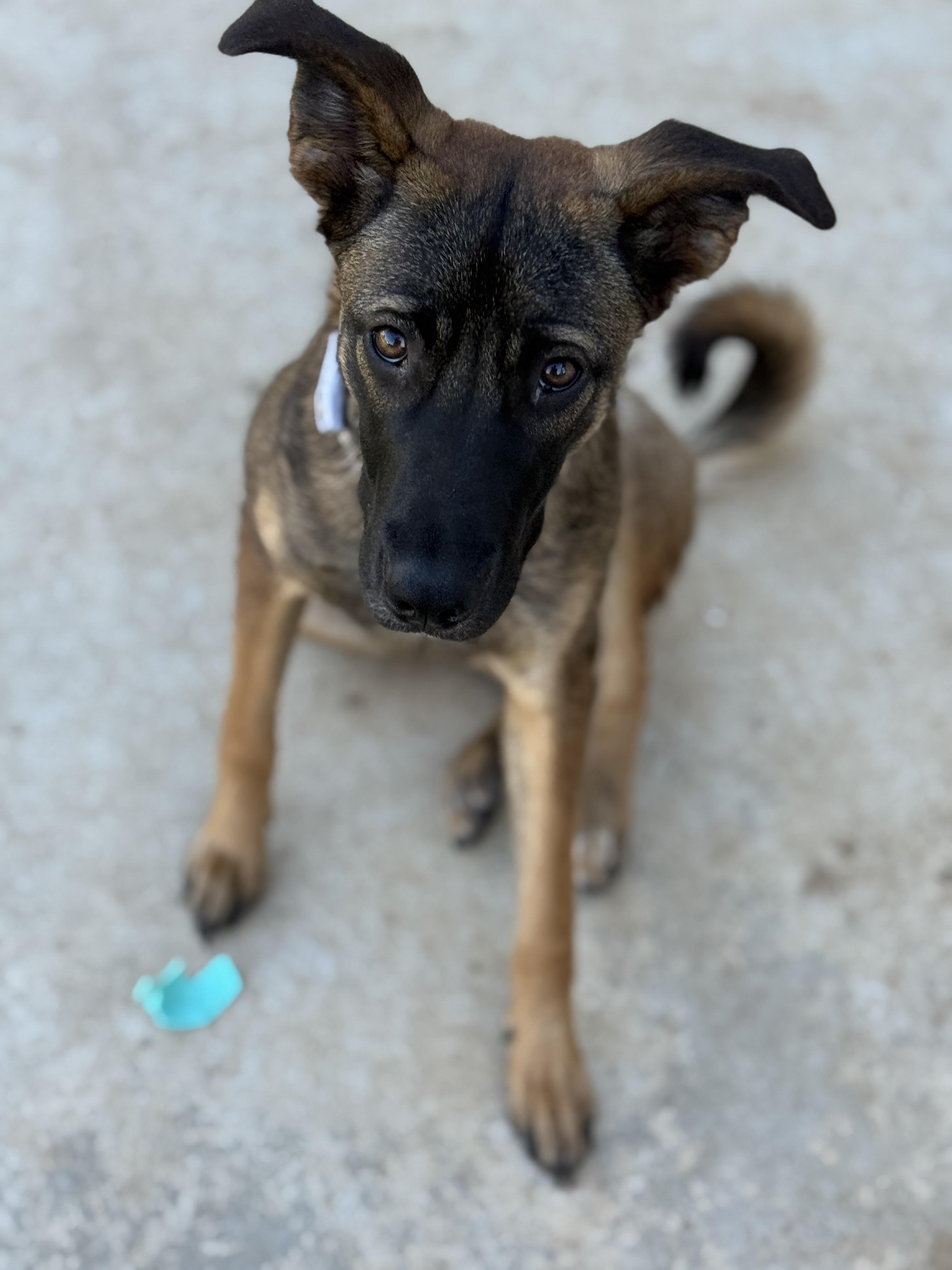 Janie, Adoptable, Puppy Female Basenji.