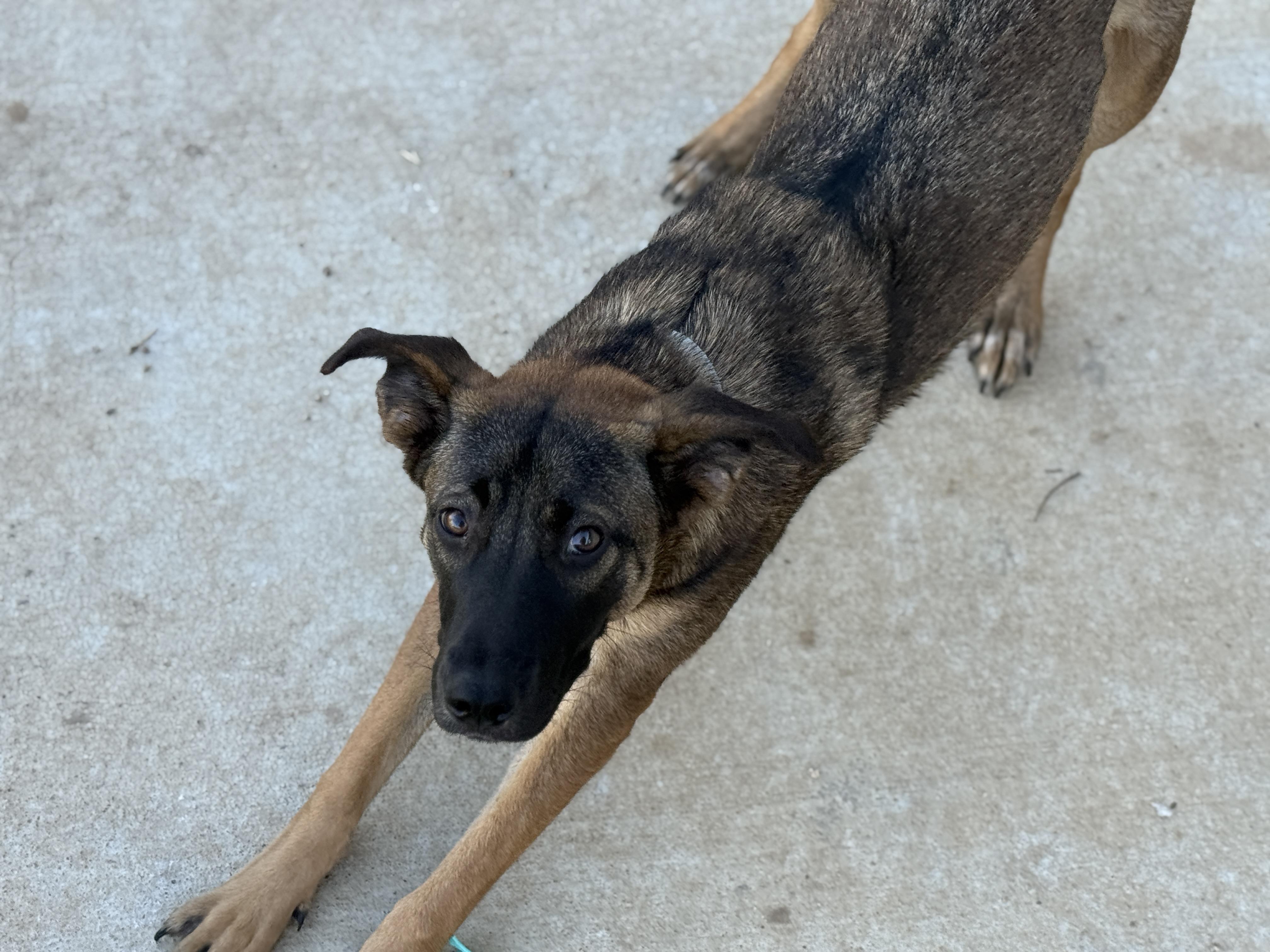Janie, Adoptable, Puppy Female Basenji.