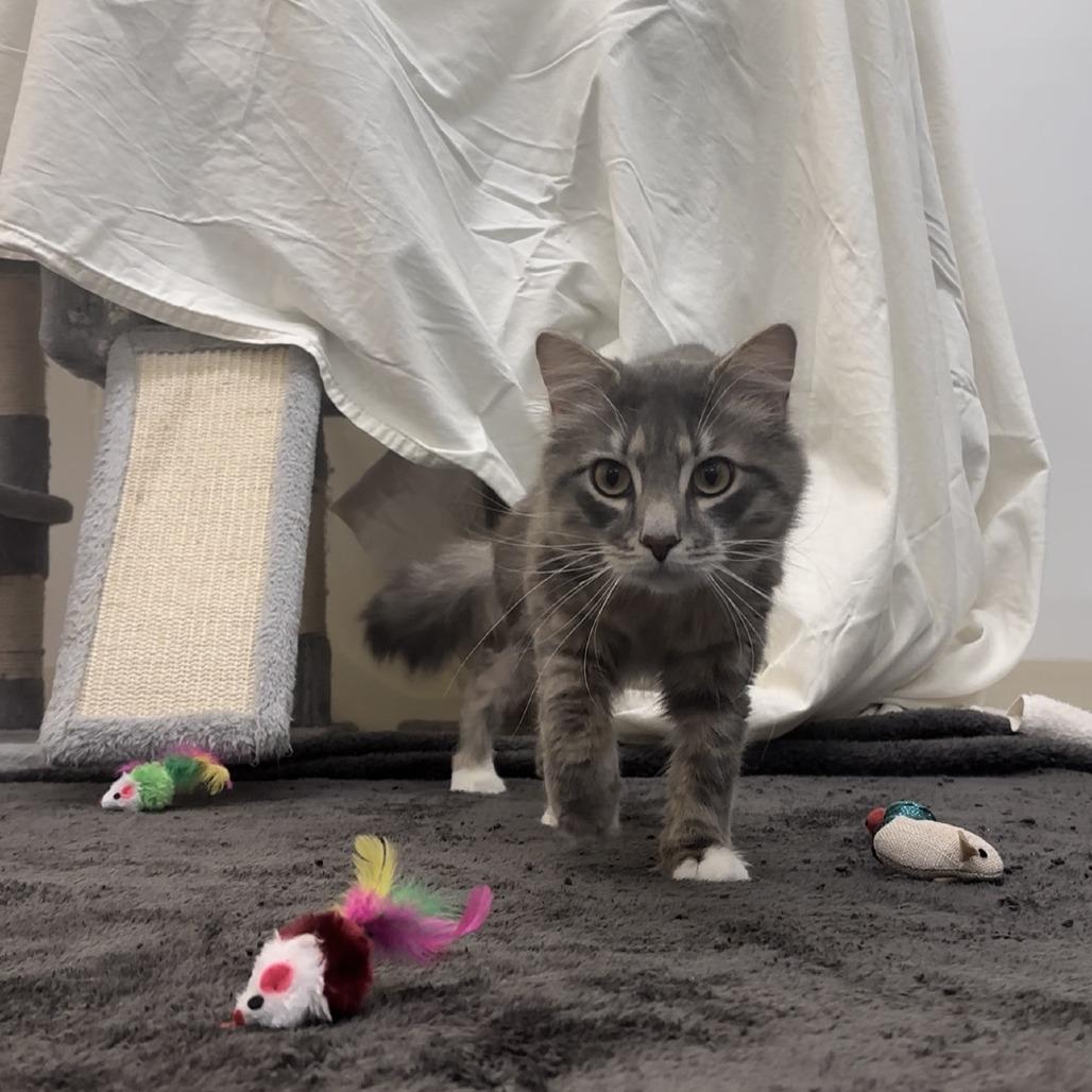 Enlarge Gizmo, a Adoptable Domestic Medium Hair in Bedford, NH image 1/3