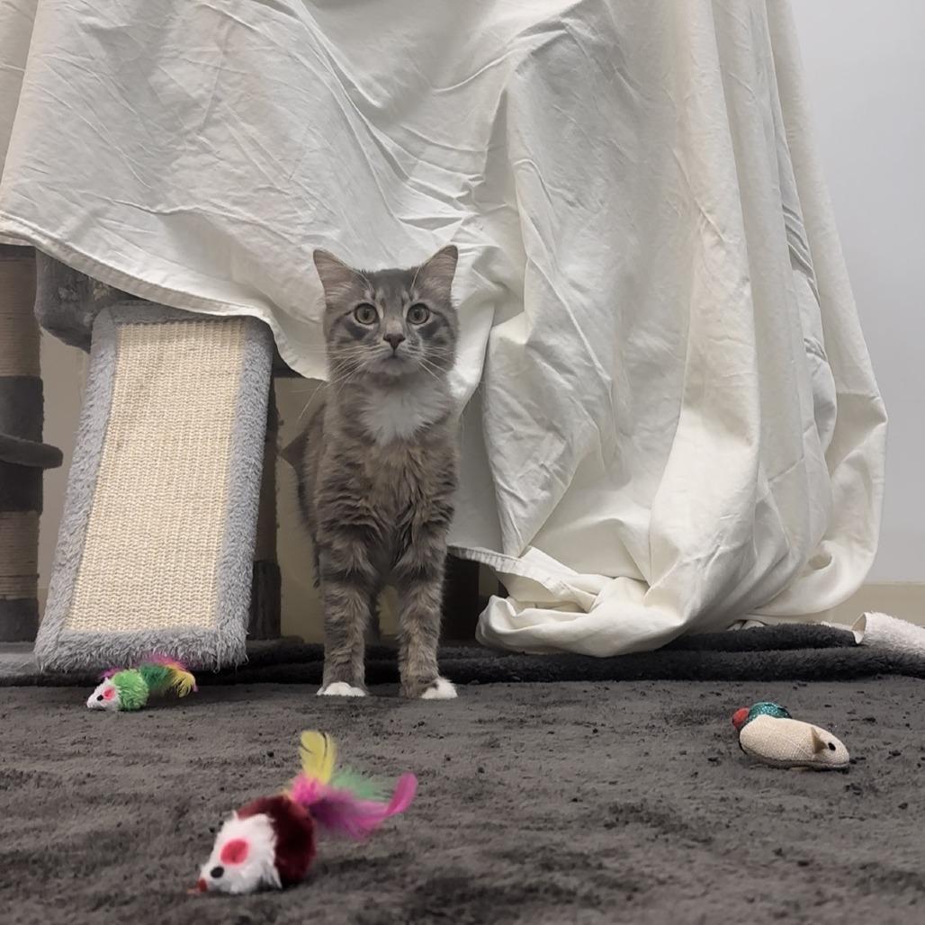 Enlarge Gizmo, a Adoptable Domestic Medium Hair in Bedford, NH image 2/3