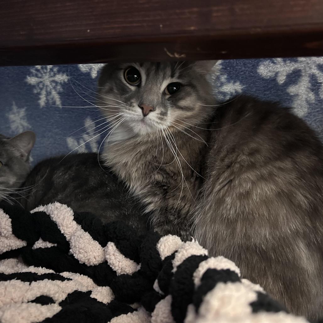 Gizmo, Adoptable, Adult Male Domestic Medium Hair.