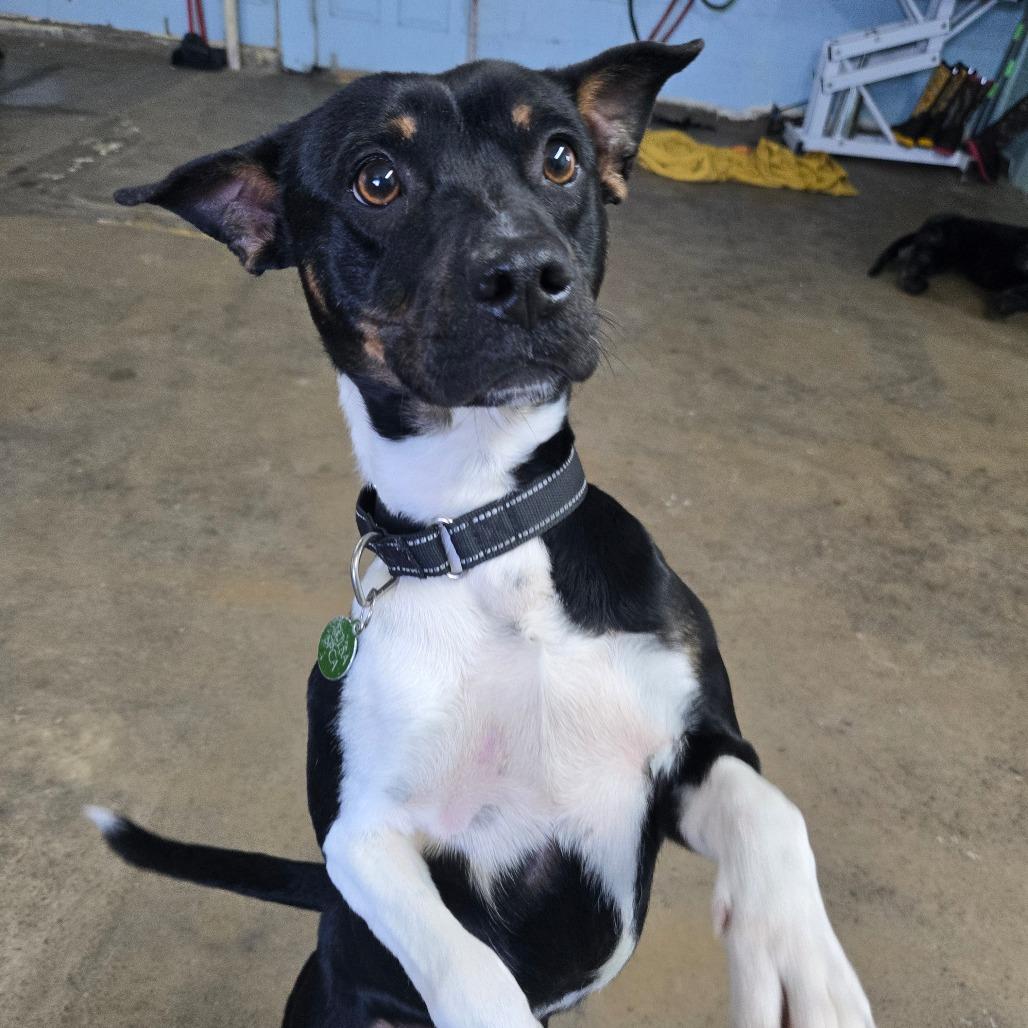 Enlarge Bruno, a Adoptable Mixed Breed in Tulsa, OK image 1/6