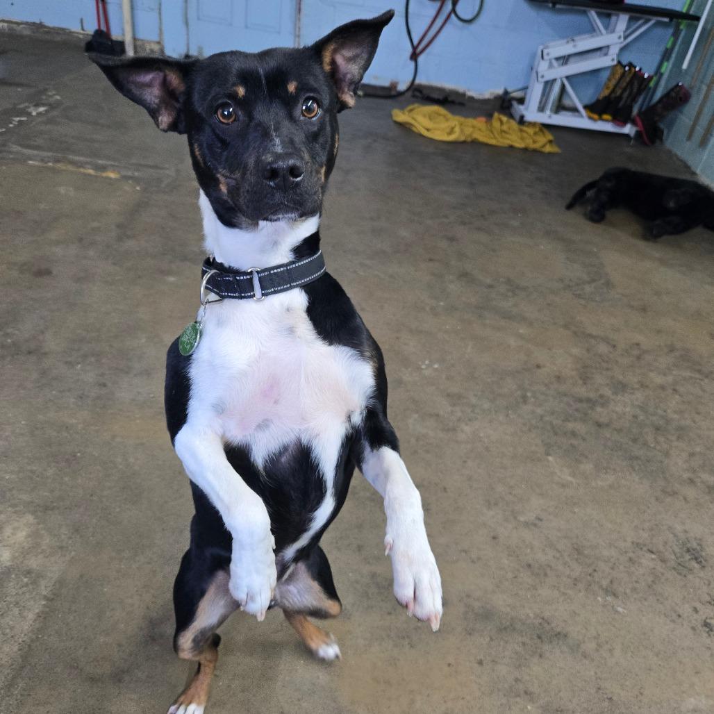 Enlarge Bruno, a Adoptable Mixed Breed in Tulsa, OK image 2/6