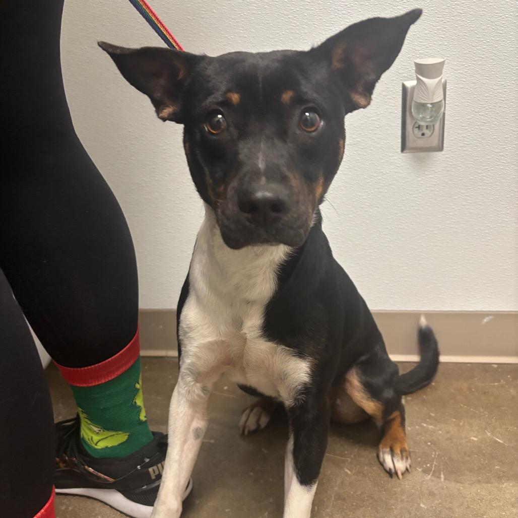 Enlarge Bruno, a Adoptable Mixed Breed in Tulsa, OK image 3/6