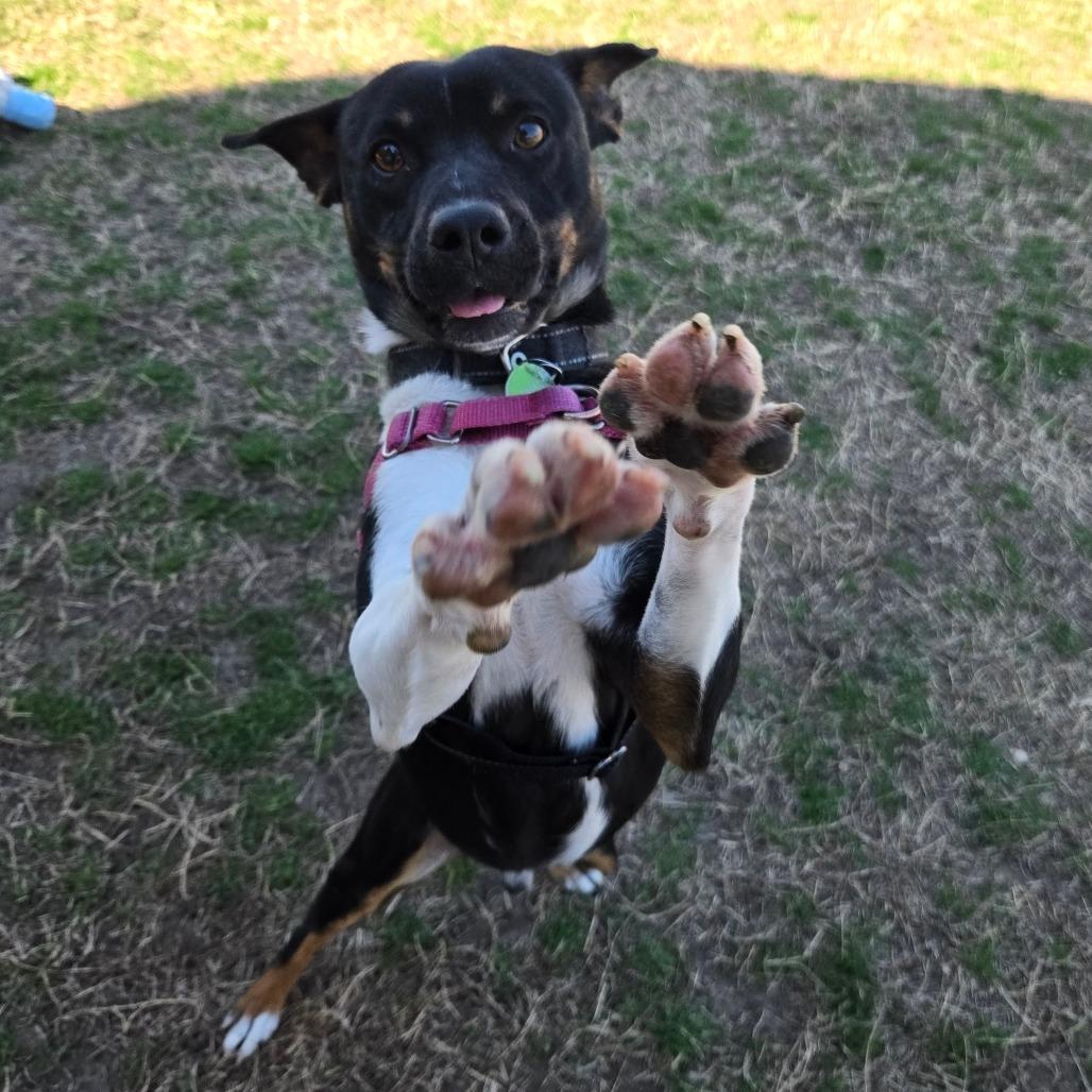 Enlarge Bruno, a Adoptable Mixed Breed in Tulsa, OK image 5/6