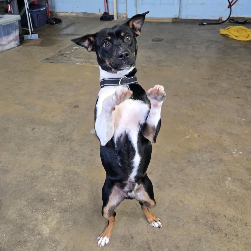 Enlarge Bruno, a Adoptable Mixed Breed in Tulsa, OK image 6/6