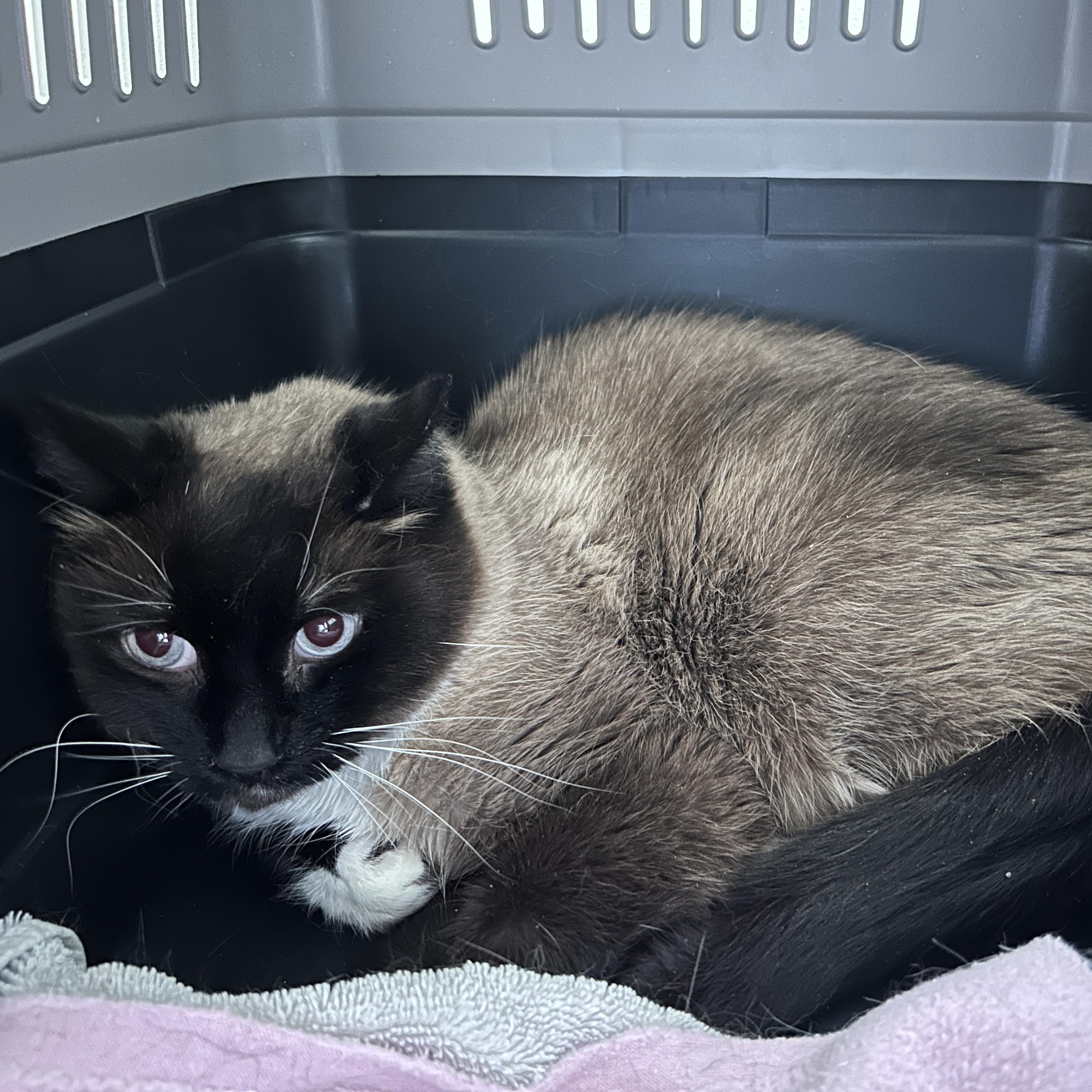 Warrior (needs socialization - extremely scared), adopted, Adult Male Applehead Siamese.